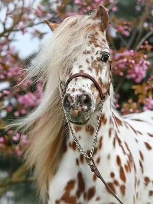 Красивые лошади фото