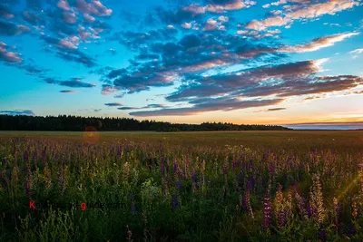 Сейчас вылетит птичка: Топ красивых мест в Калининграде для фотосессии |  TVOYBRO.COM