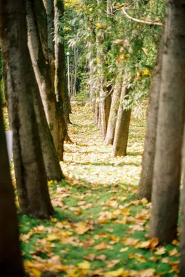 Осень на память. В каком парке устроить красочную сезонную фотосессию /  Новости города / Сайт Москвы