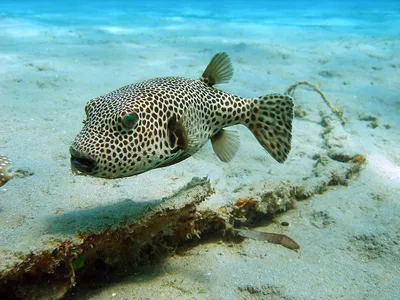 Рыбы Красного моря - фото с названиями и описанием