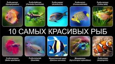 Красивые морской рыбы, изолированные на белом фоне. Черно- белый  иллюстрация вектора мультфильма Lineart. Отдельные рыба вычерченн  Иллюстрация вектора - иллюстрации насчитывающей логотип, конструкция:  173123552