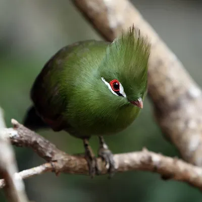 Самые умные виды птиц в мире | NaturalistClub