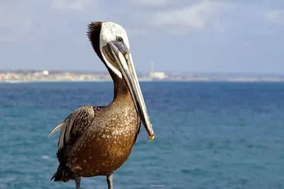 Пары Turaco на ветви Красивые птицы мира Стоковое Изображение - изображение  насчитывающей красивейшее, юговосточно: 154173183