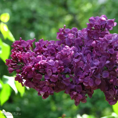 Файл:Syringa 'Krasnaya Moskva' 04.JPG — Википедия