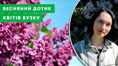 Сирень обыкновенная \"Красная Москва\" (Syringa vulgaris Krasnaja Moskva) -  Лиственные растения весна 2024 года - купить лиственные растения спирея,  кизильник, барбарис, лапчатка.