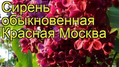 Сирень Красавица Москвы 890 руб. AGRO797