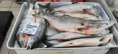 Красная рыба Санта Бремор Семга - рейтинг 5 по отзывам экспертов ☑  Экспертиза состава и производителя | Роскачество