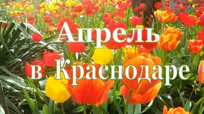 Переезд в Краснодар. Апрель в Краснодаре. Цветущий Краснодар. Природа  Кубани. Переезд на Юг. - YouTube