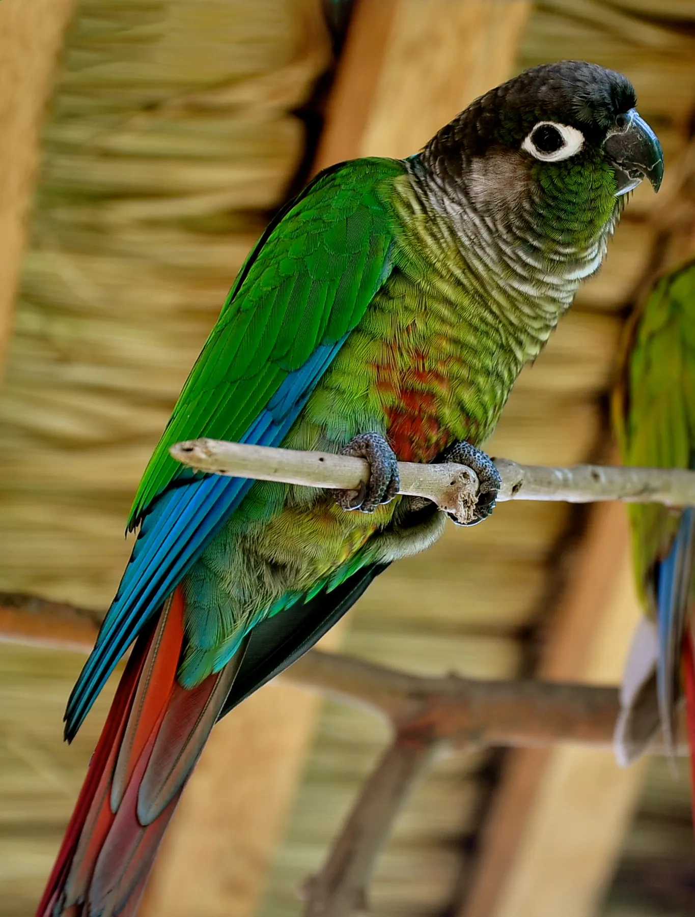 A parrot a long tail. Пиррура буроухая. Краснохвостый пиррура. Green Cheek Conure попугай. Пиррура зеленощекий.