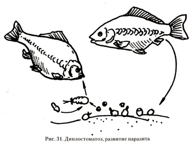 Фишмейкер - #Аэромоноз – инфекционное заболевание рыб 😣🐟😱, возбудителями  которого являются патогенные штаммы бактерий – подвижных представителей  рода Aeromonas. Бактериальная геморрагическая септицемия (БГС) развивается  при поражении рыб, на ряду, с ...