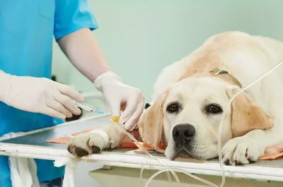 Чума плотоядных у собак 🐶 симптомы и лечение вируса, причины заражения