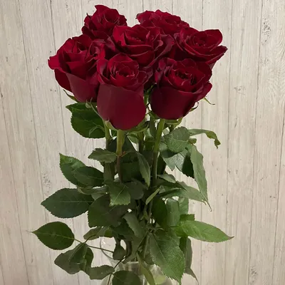 Красные розы | Red rose pictures, Red roses wallpaper, Red roses