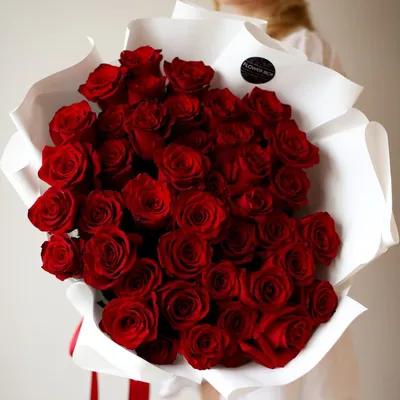 aesthetic dark red roses | Красные розы, Розы, Рисунки роз