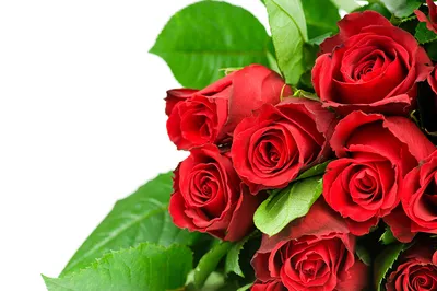 Красные розы | Red roses, Flowers bouquet gift, Red rose bouquet