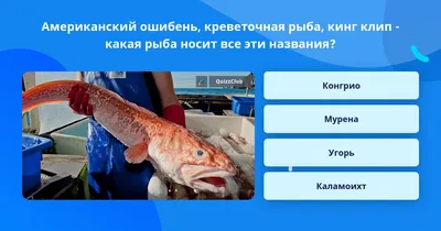 Рыба Маркет черный Конгрио кусок замороженный - « Черный Конгрио -  ароматная креветочная рыба с интересным вкусом и с нежной текстурой» |  отзывы