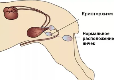 Кастрация кобеля-крипторха | Пикабу