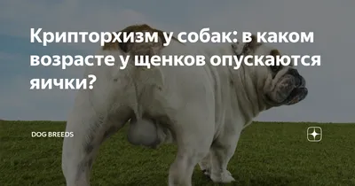 Крипторхизм у собак- мифы и реальность) | Idea Fix | Дзен