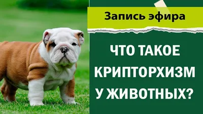 Крипторхизм у собак –... - Ветеринарная клиника Фунтик-Вет | Facebook