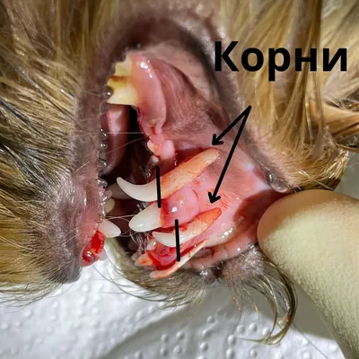 Крипторхизм у кобелей и котов