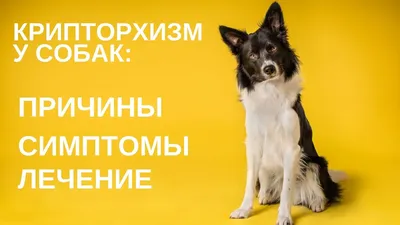 Крипторхизм у собак🐶 Крипторхизм у собак — это отсутствие одного или двух  семенников в мошонке. Как выявить крипторхизм❓ При нормальном развитии  щенка... | By VetPraxis, ветклиника Житомир | Facebook