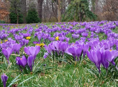 Крокус в Горшке - Купить Крокусы - Доставка по Киеву, Украине - iFlowers