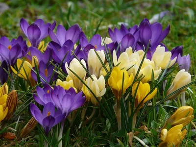 💜 Крокусы из фоамирана БЕЗ МОЛДА. Композиция с крокусами. Crocuses from  foamiran / Творческое место - YouTube