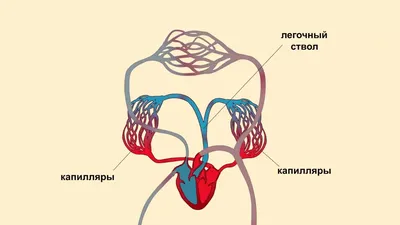 19 советов о том, как улучшить кровообращение в организме | Андрей Подакин  | Про здоровье и питание | Дзен