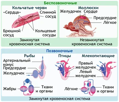 Малый круг кровообращения - YouTube