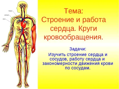 Как устроена система кровообращения человека? Инфографика | Инфографика |  Аргументы и Факты