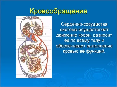 Презентация по теме \"КРОВООБРАЩЕНИЕ\"