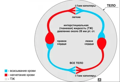 Малый круг кровообращения человека | Владислав Лабков | Дзен