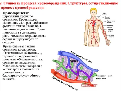 Кровь - средство о смерти. Система кровообращения по Голованову.И.И.