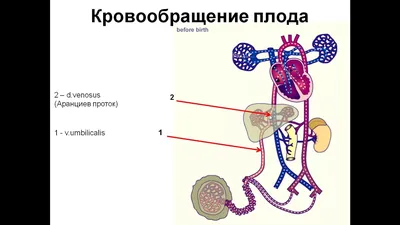 Кровообращение сток-видео. Видео насчитывающей вены, кислород - 72504857