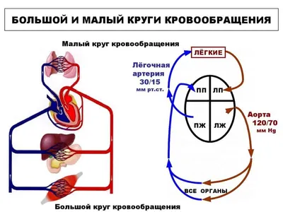 2. Сущность процесса кровообращения. Структуры, осуществляющие процесс  кровообращения. | Анатомия сердца, Учащиеся медучилища, Презентация