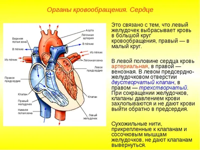 Уильям Гарвей и открытие системы кровообращения человека | МРТ Эксперт