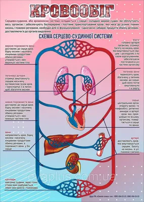 Массаж и кровообращение - Face Praktika