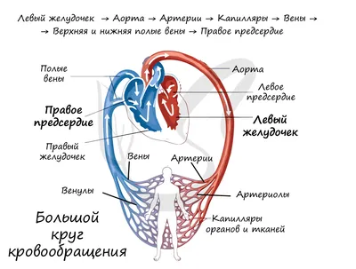 Круги кровообращения, подготовка к ЕГЭ по биологии