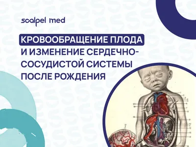 кровообращение - это движение крови через сеть церебральных артерий и вен,  снабжающих мозг Иллюстрация штока - иллюстрации насчитывающей заболевание,  стационар: 273033174