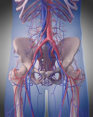 Искусственное кровообращение и ЭКМО в Москве – каталог компании Medtronic