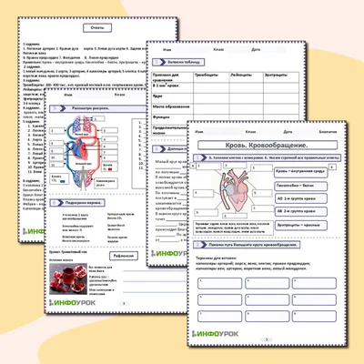 Беременность как «надорганизменная» система «кровообращение матери –... |  Download Scientific Diagram