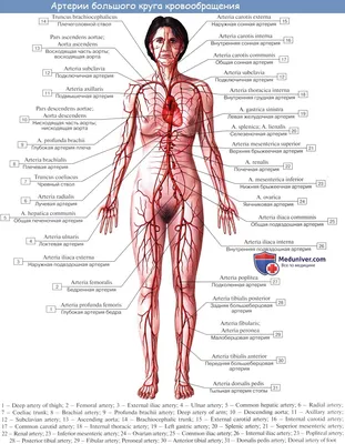 Figure: Нормальное кровообращение плода - Справочник MSD Версия для  потребителей