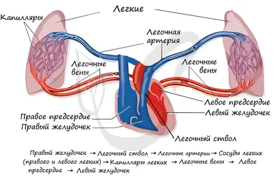 Анатомия: Большой (телесный) круг кровообращения. Регионарное кровообращение