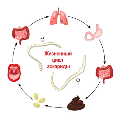 Чем опасны гельминтозы?