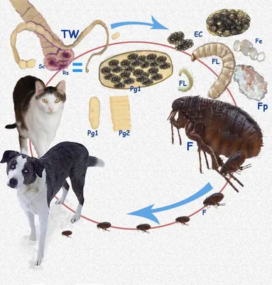 Гельминтозы у собак и кошек Мир хвостатых - журнал о домашних питомцах.