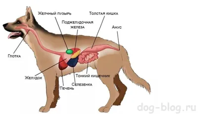 Воспаление параанальной железы у собаки, причины и симптомы