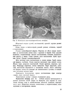 Стати туловища собаки, основные породы, понятие об анатомии и физиологии,  Служебное собаководство, советы начинающему собаководу любителюсодержание  собак служебных пород, общий курс дрессировки, спорт с применением  служебных собак