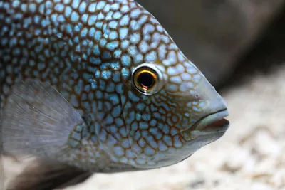 Лучшие пресноводные аквариумные рыбки - Попугай красный Cichlasoma sp.  (гибрид) | Аквариумы, рыбки и все для них | Дзен