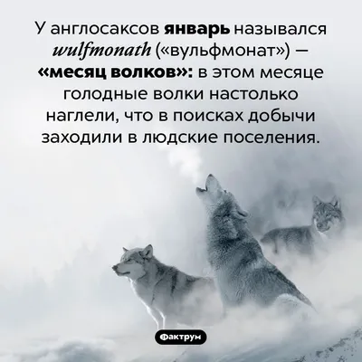 маленький волк смотрит в камеру, милые картинки волков, волк, животное фон  картинки и Фото для бесплатной загрузки