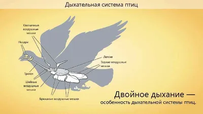 Крылья Птицы Изолированы Белом Фоне стоковое фото ©drpnncpp 396675046