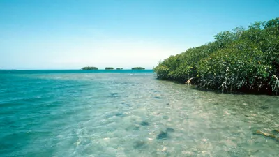 Cuba: Wild Island of the Caribbean | Explore Cuba | Nature | PBS